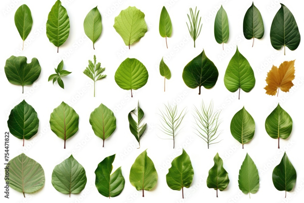 Poster assorted leaves on a plain white background. suitable for nature or botanical themes