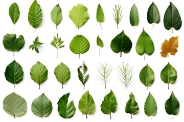 Assorted leaves on a plain white background. Suitable for nature or botanical themes - obrazy, fototapety, plakaty