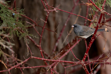 Junco perched on a red branch
