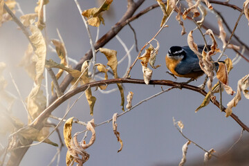 Red-breasted Nuthatch stepping out on a limb