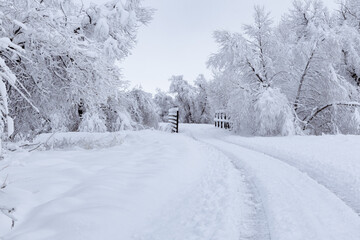 Fototapeta premium Snowy winter scenery