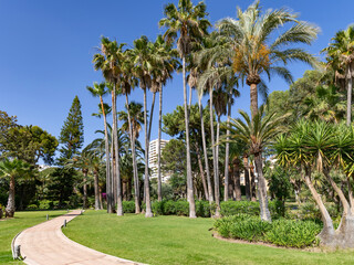 Fototapeta premium Beautiful garden with tall palm trees on blue sky background and trimmed green lawns with tiled paths in Elviria, Marbella. Spain.