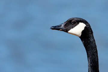 Canadian Goose profile