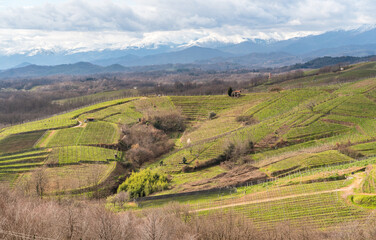 Fototapeta na wymiar Landscape of vineyard hills of Gattinara with Monte Rosa chain covered snow in background, province of Vercelli, Piedmont, Italy