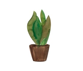 A small potted plant in the Scandinavian style, a house plant.Watercolor illustration isolated on a white background	