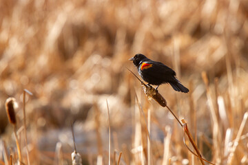 Red Winged Blackbird on a reed