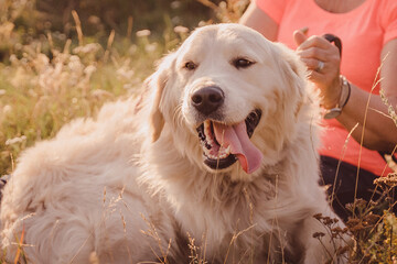 portrait of a golden retriever with open mouth and tongue sideways