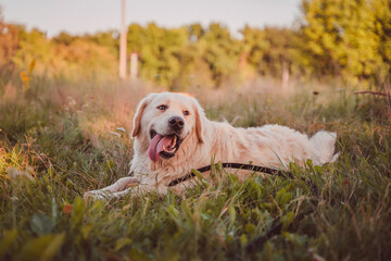 golden retriever rests on a summer field and looks around smiling
