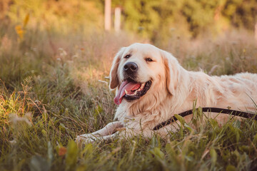 golden retriever resting on a summer field and looking at the camera smiling
