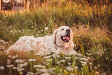 golden retriever lies on a summer field at sunset, squinting with pleasure