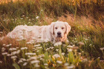 golden retriever lies on a summer field at sunset looking seriously at the camera