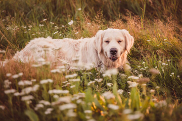golden retriever lies on a summer field at sunset looking at the camera and smiling slightly