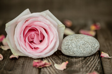 pink rose on wooden background - 754477823