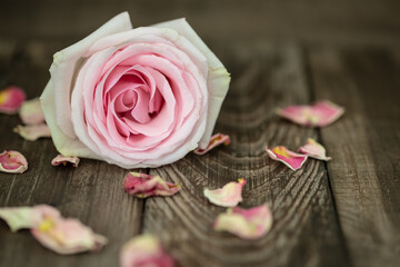 pink rose on wooden background - 754478494