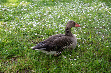 A goose in the flowerbed