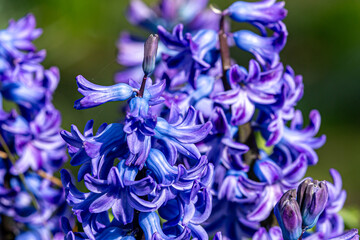 A close up of the flowers on a hyacinth  stem, on a sunny early spring day - 754479466