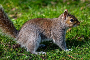A sciurus carolinensis, commonly  known as a grey squirrel, in a park in Sussex on a sunny spring day - 754479481