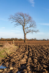 A bare tree in a plowed field on a sunny late winter's day - 754479841