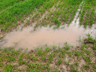 Puddle in nature with green grass