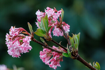 Frühlingzeit im Garten