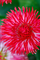 Frühlingzeit im Garten