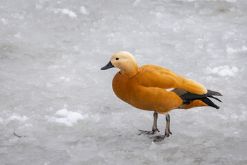 Side view of the ruddy shelduck walking on snow surface
