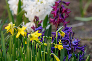 Frühlingzeit im Garten