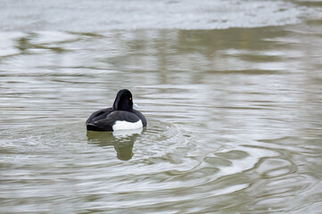 A closeup shot of a Black duck swimming in a pond