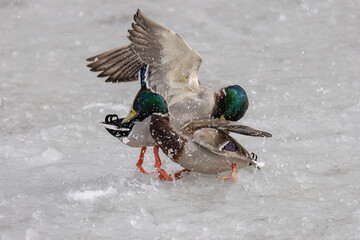 Two ducks fight in the snow