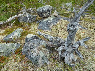 alte Kiefer, Saltfjellet-Svartisen Nationalpark, Nordland, Norwegen