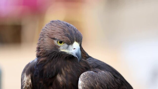 Eagle portrait closeup