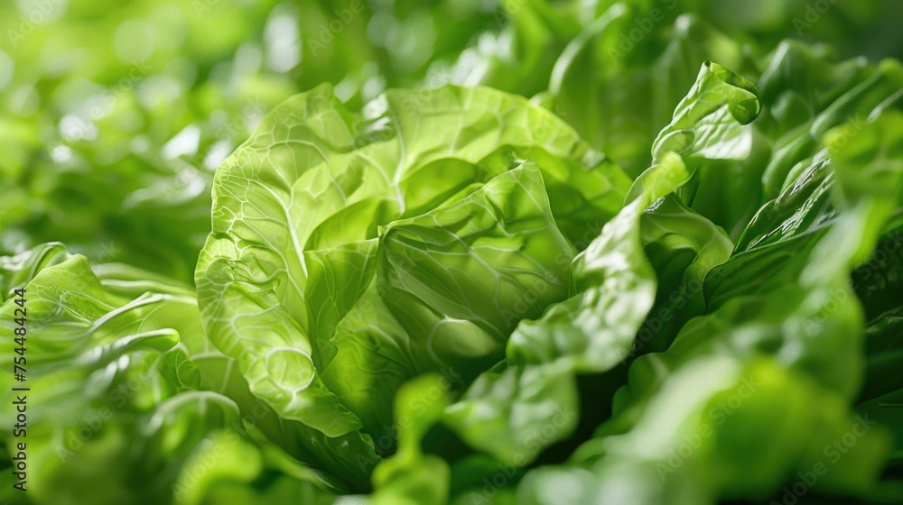Poster close-up view of a bunch of lettuce. perfect for healthy eating concepts
