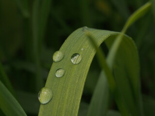 Water drop in the green grass 