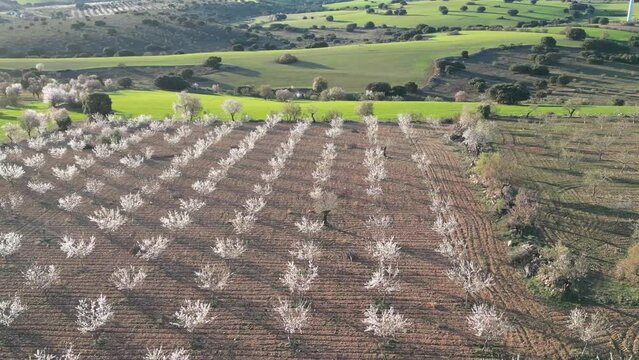 Campo de almendros en flor