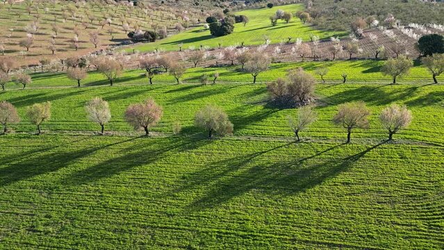 Campo de almendros en flor