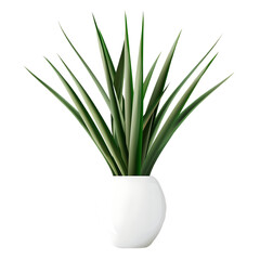 Collection of green grass (agave) in a huge white vase isolated on a transparent background. 