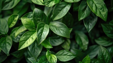 Detailed view of green plant leaves, suitable for nature concepts