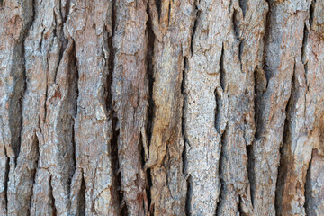Bark of a tree in a sunlight, Lednice, Czechia