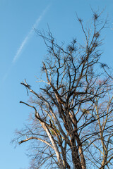 Winter tree and a blue sky, Czechia