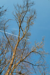 Winter tree and a blue sky, Czechia