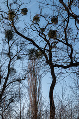 Winter tree and a blue sky, Czechia
