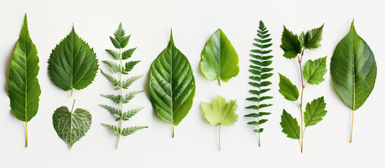 Collection of leaves on white background