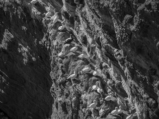 Die Insel Helgoland in der  Nordsee