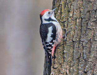 A middle spotted woodpecker sits on a tree.