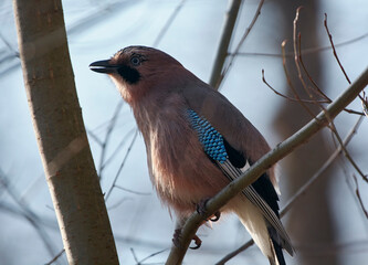 A jay sits on a tree branch.