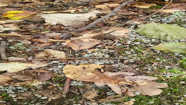 Video: Brown wood frog (Lithobates sylvaticus, Rana sylvatica) also ice frog jumps over leaves and sticks Asnen National Park, Urshult, Smaland, Sweden, video in portrait format
