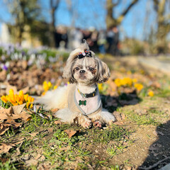 A Shih Tzu dog sits among the yellow crocus flowers on a sunny morning in the park. walking with a...