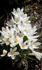 Beautiful bunch of white crocus flowers with yellow stigmas blooming early spring in the garden