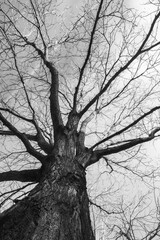 Ominous tree in black and white