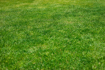 Bright juicy green grass background. Fresh green manicured lawn close up.